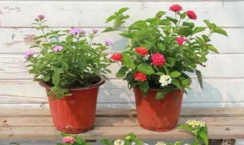 香港爆款最新爆料视频,最新热门爆料瞬间回顾  第3张